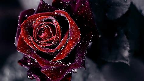 My Aids Red Rose Dark Flower Background Hd Wallpaper