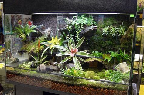 Close up fish in fish tank with business man working on his desk,relax in business. aquariums turned terrariums | Swamp+terrarium | Aquarium ...