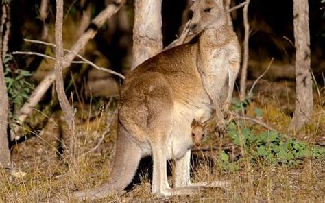 Marsupials Pouch