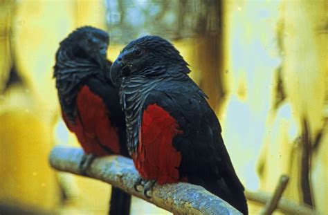 In addition, there are potential legal ramifications involved with owning certain species that are. Pesquet's Parrot l Highly Unique Bird - Our Breathing Planet