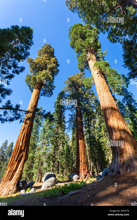 Giant Pine Tree Fotografías E Imágenes De Alta Resolución Alamy