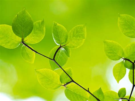 Green Leaves Powerpoint Background Powerpoint Designs