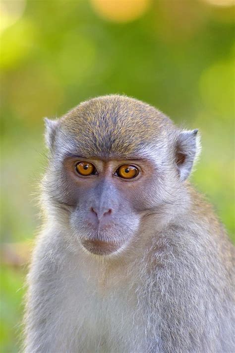 Monkey Monkeys Ape Apes Mammal Mammals Animal Animals Wild