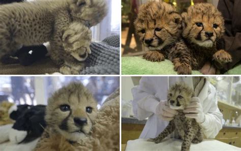 Baby Cheetahs Born In San Diego May Kill Us With Their Cuteness The