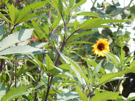 Amendment 2, missouri's medical marijuana legalization measure, was approved over two more conservative measures on the same ballot. Getting A Medical Marijuana Card In Michigan. Where Do I Start? - First Light, A Healing Way