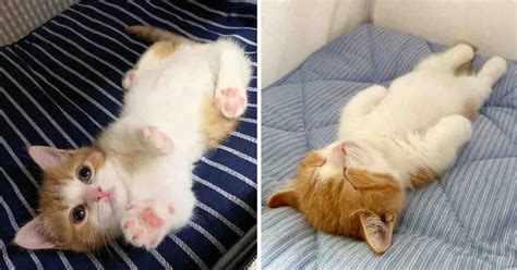 Pics Of Adorable Munchkin Kitten That Sleeps Like A Human Blaze Of