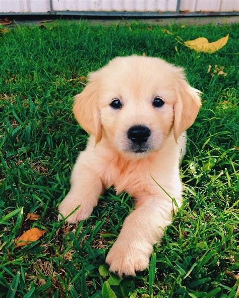 Golden Retriever Puppies For Sale For Sale Adoption From Saint Helens