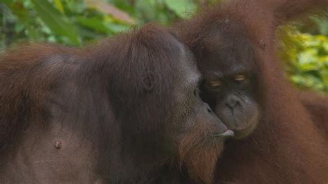 Orangutans Sex In The Wild