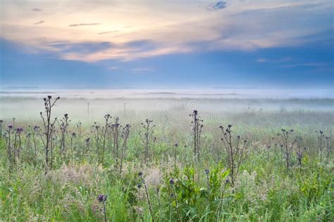 Wildflowers On Meadow At Misty Sunrise Stock Image Image Of Orange