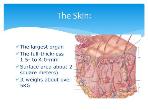 Ppt Basic Skin Structure Powerpoint Presentation Free Download Id