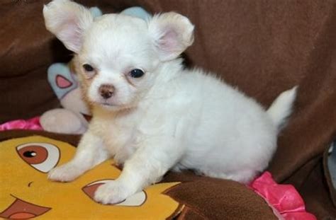 Chihuahua Puppies Offer