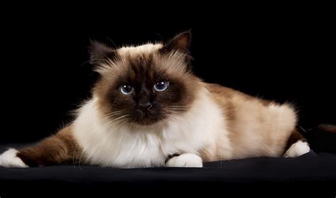What Are Siamese Flame Point Cats Faq And Pictures Thecatsite
