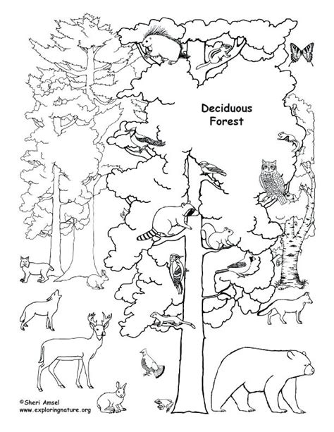 Tundra Coloring Pages Coloring Pages