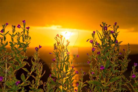 Wild Flowers Coastal Sunset By Morrbyte On Deviantart
