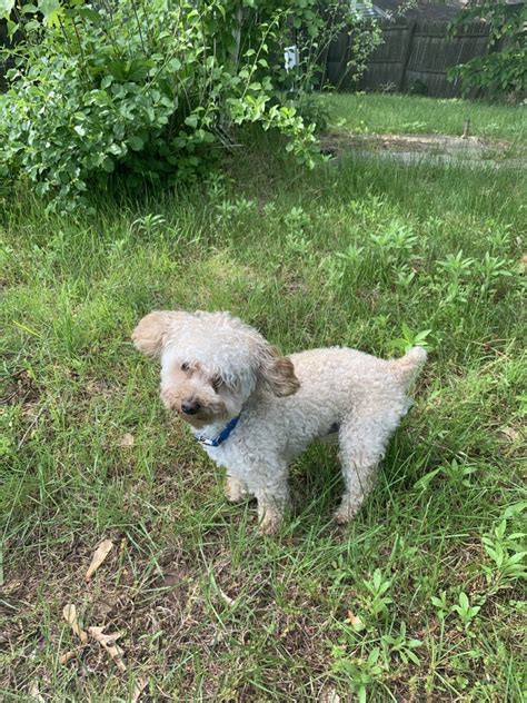 Toy Poodle Puppies For Sale East Hartford Ct 300056