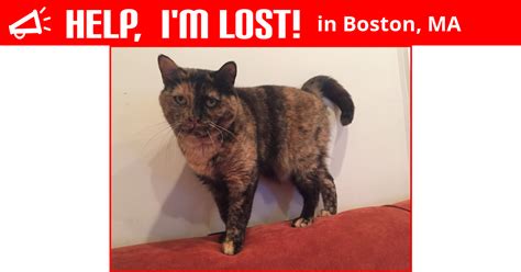 Lost Cat Boston Massachusetts Africa