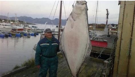 International Fishing News Norway Giant Atlantic Halibut