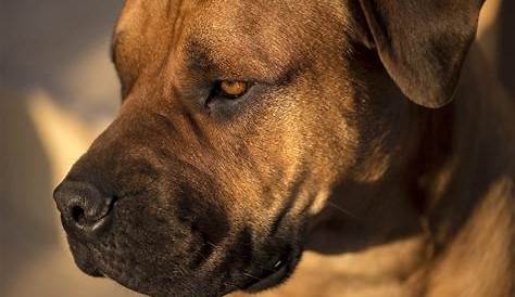The Boerboel: An Ultimate Guide to The Gentle Guardian - Animalso