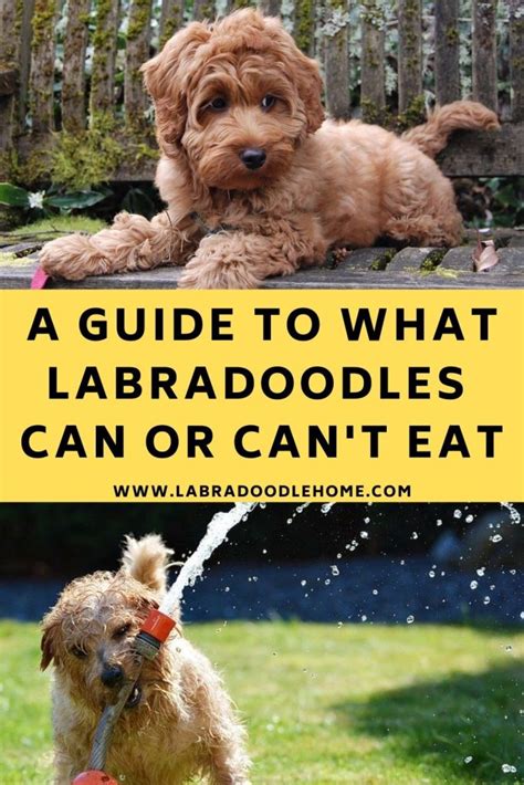 The Complete Guide To What Labradoodles Can And Cant Eat