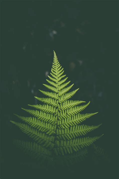 Wallpaper Fern Plant Green Leaf 1993x3000 Coolwallpapers