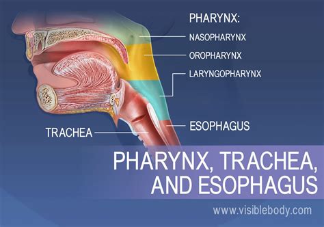 Ppt Anatomy Of Oral Cavity Pharynx Oesophagus Powerpo