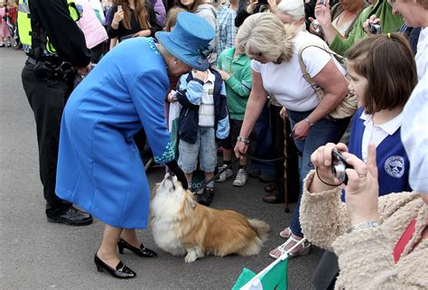 how many corgis did queen elizabeth have pedigree shows long legacy