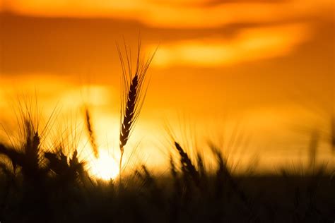 Sunrise Over A Wheat Field In Rural America An Archival Etsy