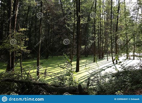 Green Forest Swamp Stock Image Image Of Tree Landscape 228964041