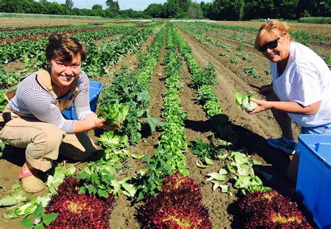 Many Hands Make Big Impact On Farm Gleaning Systems And Healthy Food