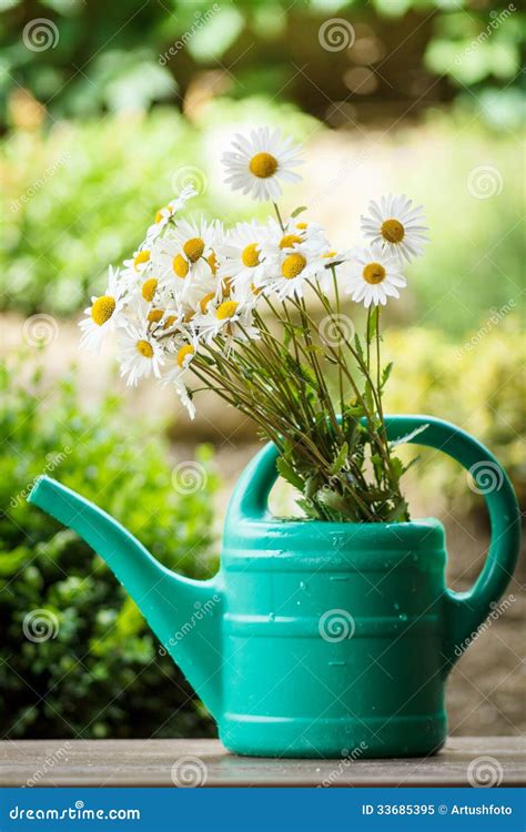 Daisy Flower In Garden Watering Can Stock Image Image Of Floral