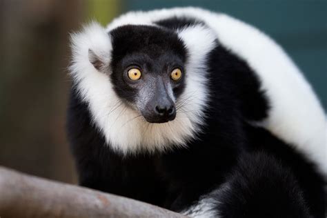 Black And White Ruffed Lemur Of Madagascar Atlanta Zoo Lemur Black