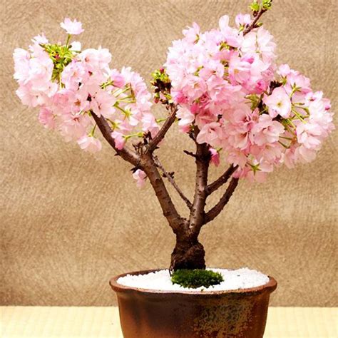 Growing Cherry Trees Bonsai About Bonsai