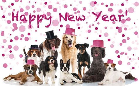 See more ideas about puppies, happy new year dog, happy new year. We are celebrating the New Year - 20l8 - having lots of fun. | Happy new year dog, Happy new ...