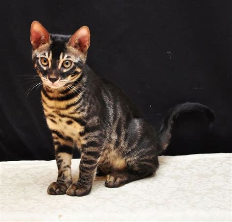 37 Hq Pictures Charcoal Marble Bengal Cat Types Of Bengals Didi Arsandi