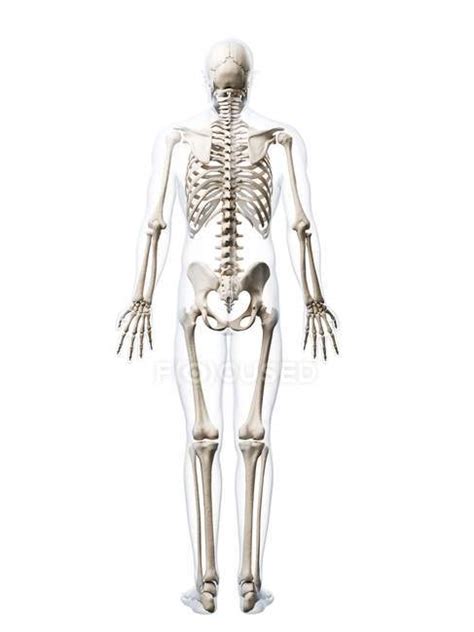 Human Skeletal System — Anatomical Reference Healthcare