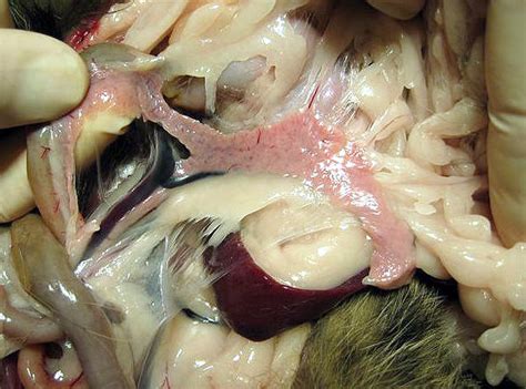 The signs of acute pancreatitis similar to those seen in dogs are not as these complications are much more common in dogs than in cats. Feline Diabetes by Lisa A. Pierson, DVM :: cat diabetes ...