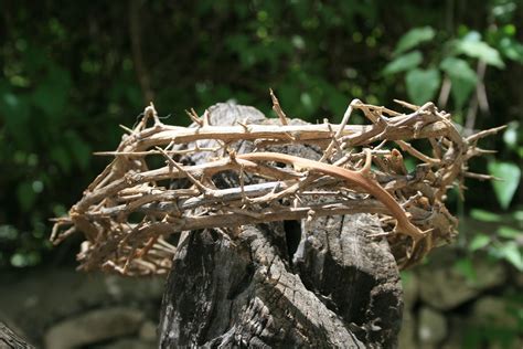 Crown Of Thorns Israel Photography By Ruth Guertin Crown Of Thorns