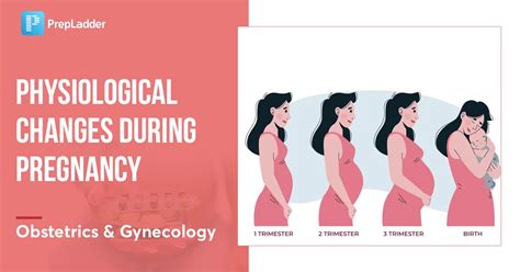 Physiological Changes During Pregnancy Obgyn