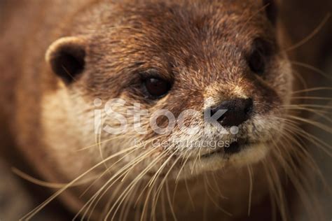 Otter Portrait Stock Photo Royalty Free Freeimages