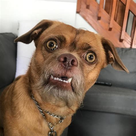 Bacon The Dog Instagram Chihuahua Mix With Expressive
