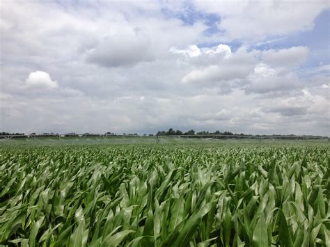 Grain Crops Update Corn Seeding Rates In Kentucky