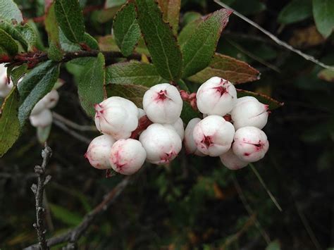 Snowberries Theres No Berries Like Them Features Abc Environment