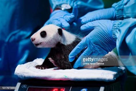Newborn Giant Pandas Receive Health Check In Guangzhou Photos And