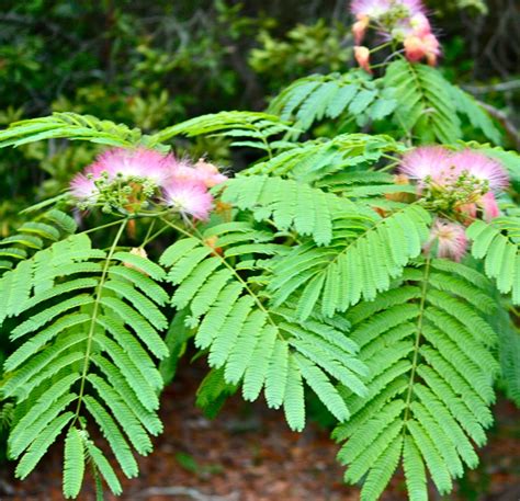 The History And Uses Of The Mimosa Tree Ward Iii