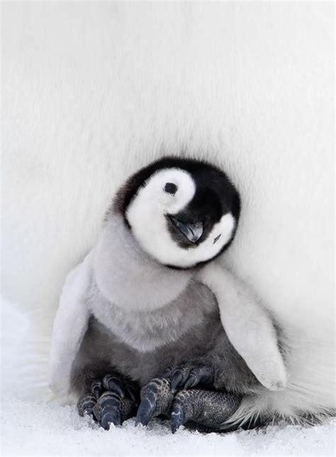 Pin Von Sonja Berner Auf Pinguine 2 Süßeste Haustiere Tierbabys