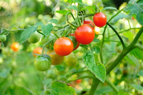 Can You Grow Cherry Tomatoes In Florida All You Need To Know