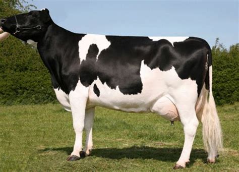 Mengenal Karakteristik Sapi Perah Friesian Holstein Harga Diri
