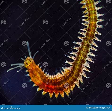 Marine Polychaete Worm Nereis Black Sea Stock Photo Image Of
