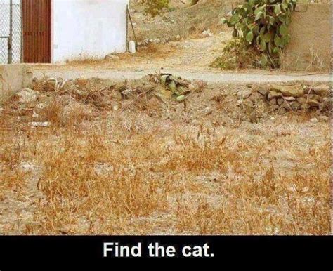 Find The Cat Optical Illusion Mighty Optical Illusions