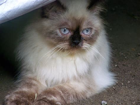 Beberapa kucing siam memiliki kepala menonjol dan beberapa kucing siam memiliki kepala lebih besar dan tubuh ramping. Kucing Himalaya | Penitipan Kucing Murah Jogja, Kucing ...